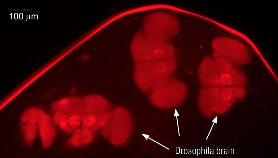 Image of 3 brains dissected from fruit flies using a Leica M125 stereo microscope. The fly brains are expressing RFP (red fluorescent protein). The image was taken with a Leica fluorescence stereo microscope.