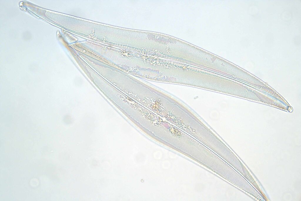 Csm Diatoms BF 40x Bb00eac4a0
