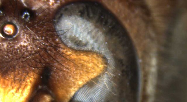 スズメバチの体の一部、DFC550 デジタルカメラで撮影