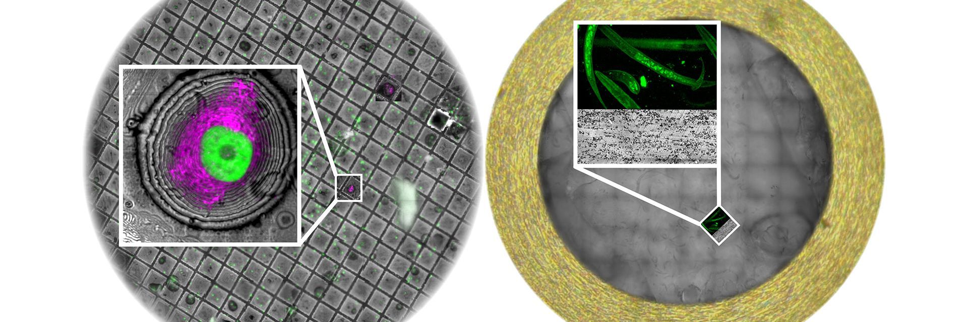 Gold EM grid with a silicon dioxide (SiO₂) support film, containing vitrified T47D cells intrinsically expressing GFP-H2B (labeling nuclei) and RFP-LifeAct (labeling the actin cytoskeleton) and high-pressure frozen C. elegans germline tissue, fluorescently labeled with GFP-tagged synaptonemal complex protein