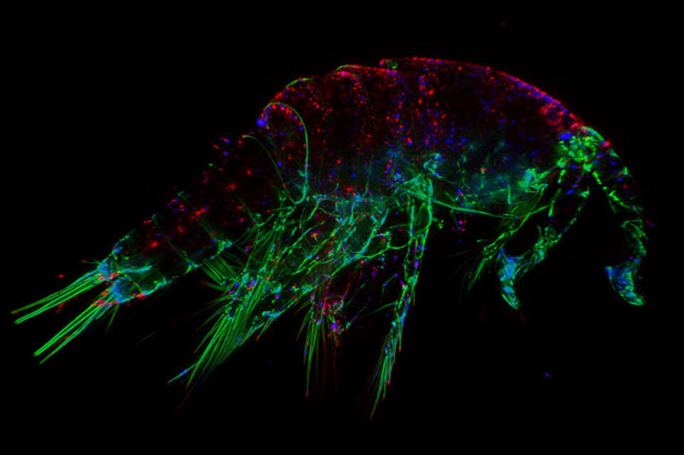 History Of Fluorescence Microscopy