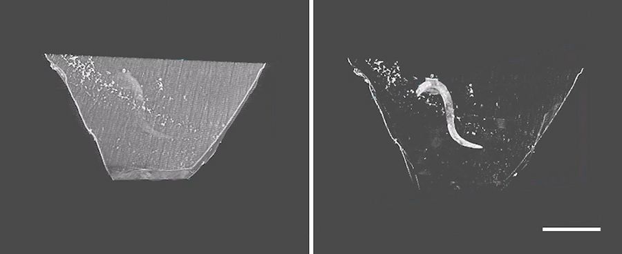 3D micro-CT scan data opened in the 3D Trim module of UC Enuity. Left: Data shown in "Block" mode to show the block outline. Right: Specimen shown in "Sample" mode to enhance the embedded sample for easier targeting. Scale bar: 500 μm.