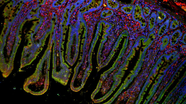 Automated Microscopes | Products | Leica Microsystems