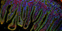  Mica widefield image of intestine tissue specimen at 10x magnification. Nuclei are labeled blue, mitochondria green, and detyrosinated tubulin red. 