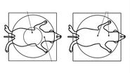 Comparison when observing a rodent model organism with a Greenough versus CMO (common main objective) stereo microscope for a task like surgery.