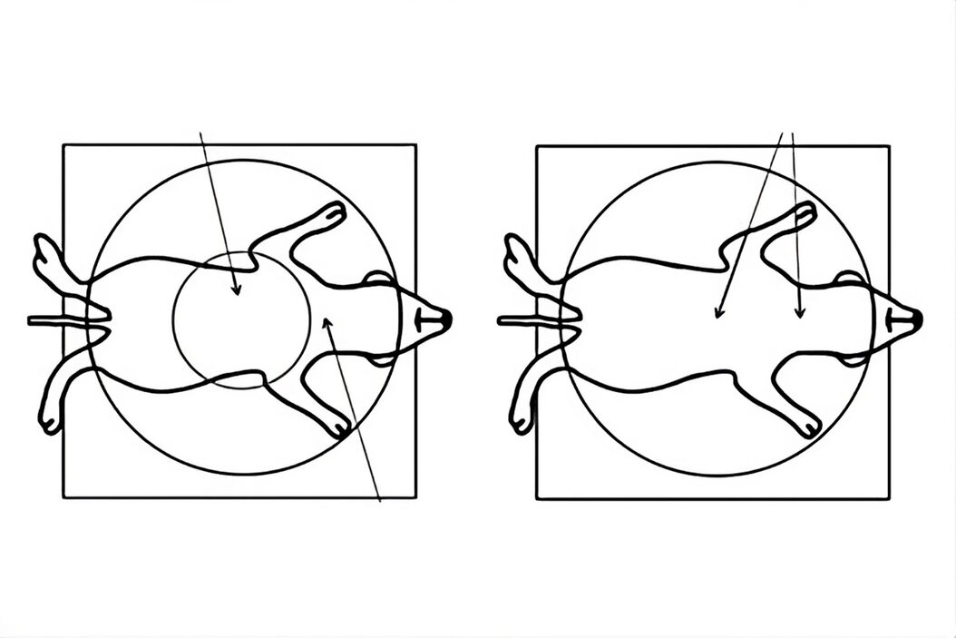 Comparison when observing a rodent model organism with a Greenough versus CMO (common main objective) stereo microscope for a task like surgery. Observing_rodent_model_organism_Greenough_vs_CMO_stereo_microscope.jpg