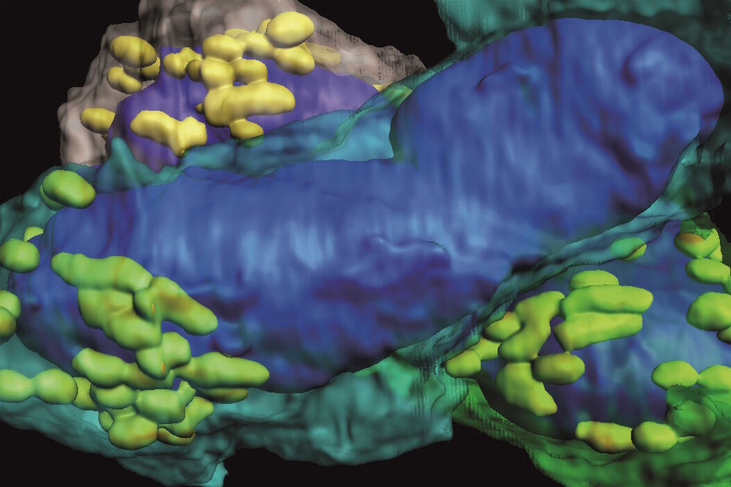 [Translate to chinese:] Array tomography image of T-cells in mouse lymph nodes. T-cells_in_mouse_lymph_nodes_array_tomography.jpg