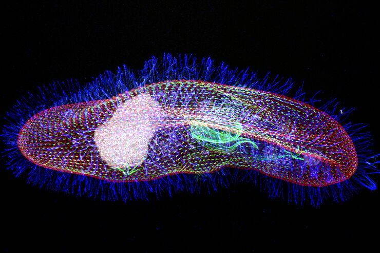 [Translate to chinese:] Protist Paramecium (Paramecium tetraurelia) stained to show the nucleus