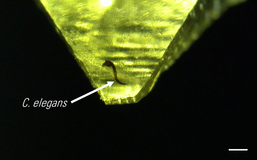 C. elegans nematode embedded in Epon epoxy resin, contrasted with osmium tetroxide. The resin block was pretrimmed by hand.