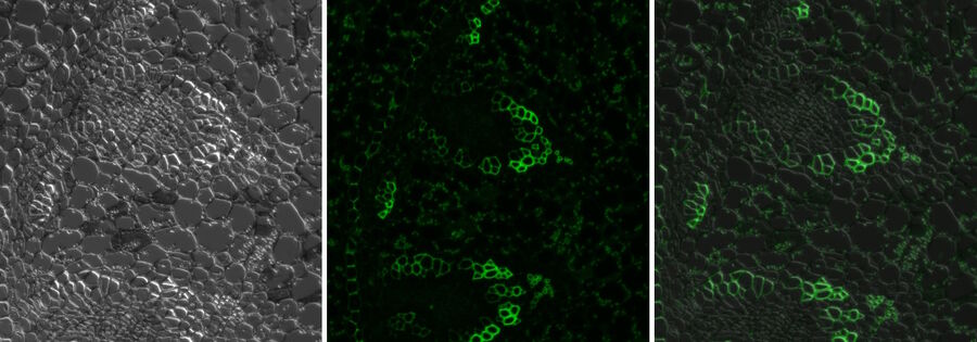 DIC images (left) and fluorescence images (middle) can be received simultaneously (right). 