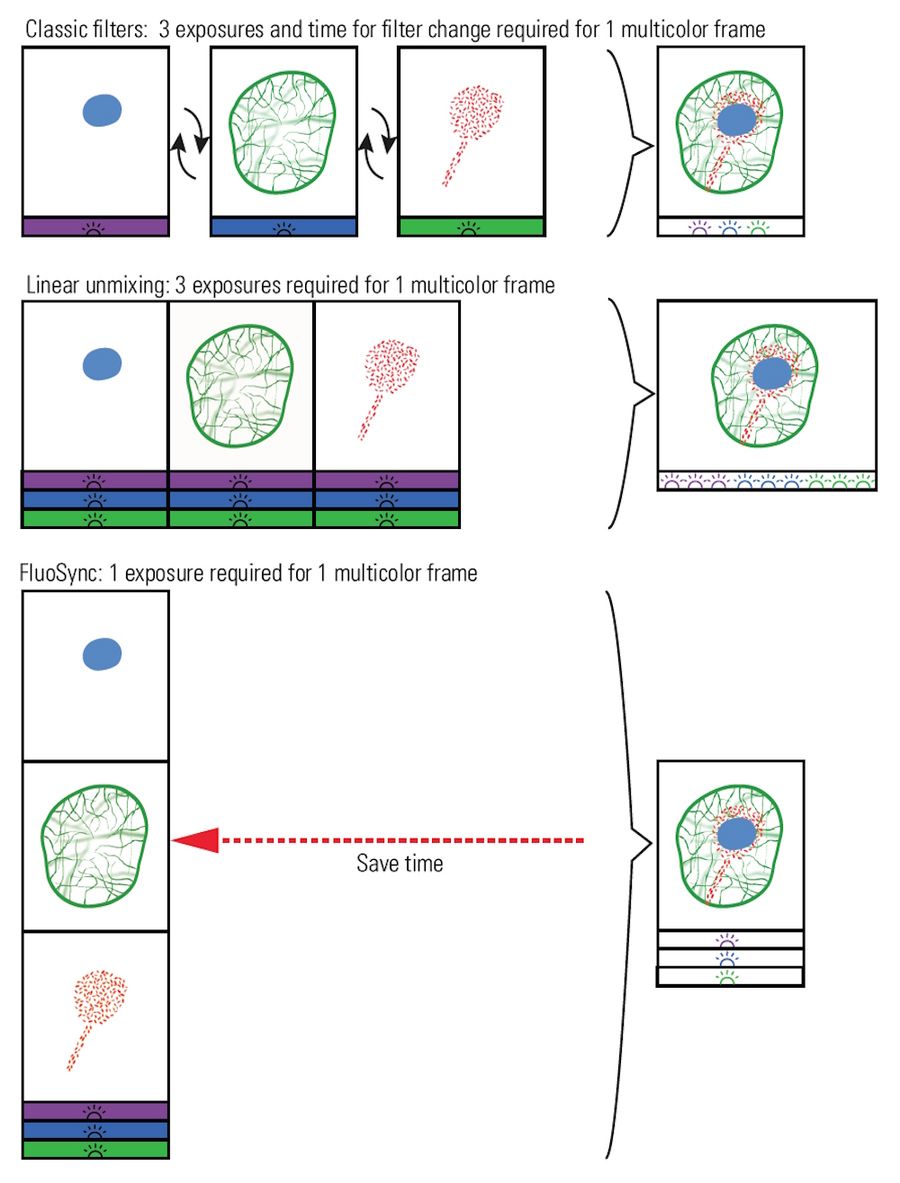 Overview of the three methods discussed to separate colors when imaging a sample with multiple fluorescent dyes. In the comparison, the advantage of improved acquisition speed compared to conventional fluorescence imaging approaches of FluoSync becomes apparent. FluoSync captures the full emitted spectrum from excited dyes, so photons are not wasted making it an ideal detection technology for low light imaging of sensitive living samples.