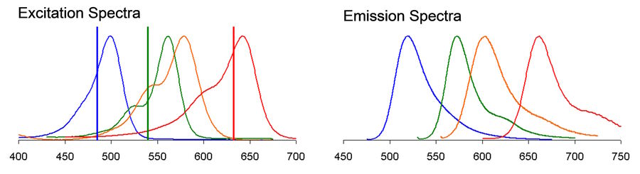 Excitation and emission spectra of Alexa 488, Alexa 546, Alexa 568 and TOTO-3.