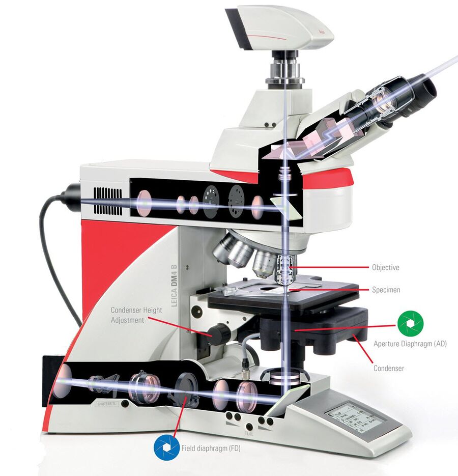 The main components of an upright microscope. The Field diaphragm controls the intensity of light from the source. The condenser focusses the light from the light source on the specimen. The aperture diaphragm controls the angle of the illumination light cone.