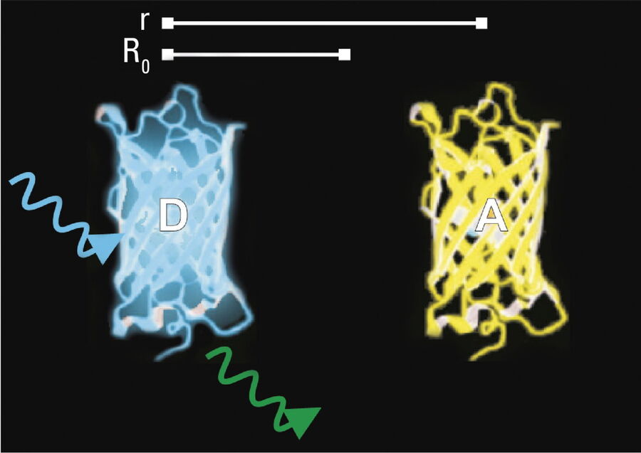 At a distance r much larger than a threshold value R0, also known as the Förster radius, there is no energy transfer.