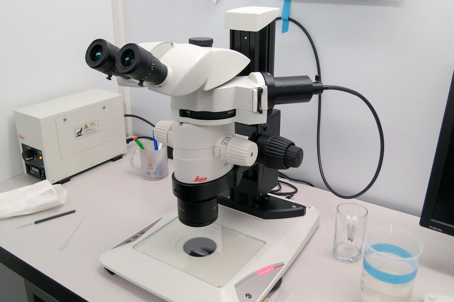 Leica MZ10 F stereo microscope with TL5000 Ergo light base which is optimized for effective fluorescence screening.