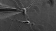 Patch pipette touching a murine hippocampal neuron. Image courtesy of A. Aguado, Ruhr University Bochum, Germany.