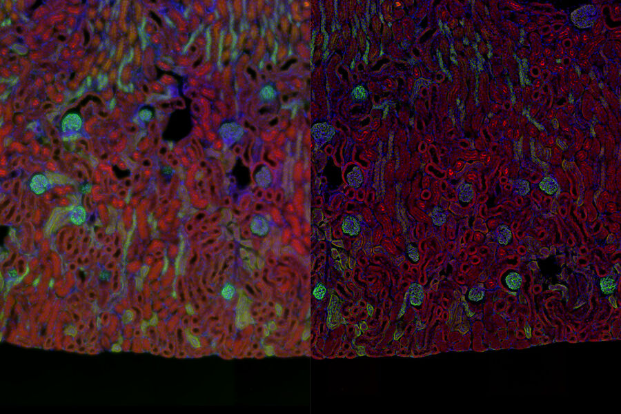 Mouse kidney section - THUNDER Imager Tissue 3D