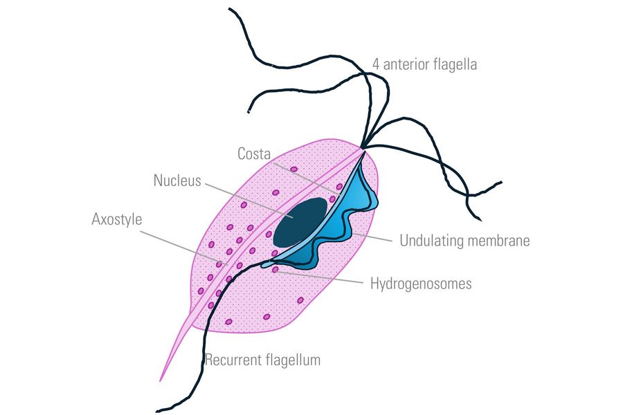 Schematic drawing of the anatomy of Trichomonas vaginalis.