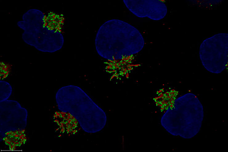 Untreated Hela Kyoto cells stained to show the nucleus (Hoechst, blue), the cis-golgi matrix protein GM130 (AF488, green), and the trans-golgi network membrane protein TGN46 (AF647, red). Untreated Hela Kyoto cells stained to show the nucleus (Hoechst, blue), the cis-golgi matrix protein GM130 (AF488, green), and the trans-golgi network membrane protein TGN46 (AF647, red).