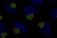 Untreated Hela Kyoto cells stained to show the nucleus (Hoechst, blue), the cis-golgi matrix protein GM130 (AF488, green), and the trans-golgi network membrane protein TGN46 (AF647, red). 