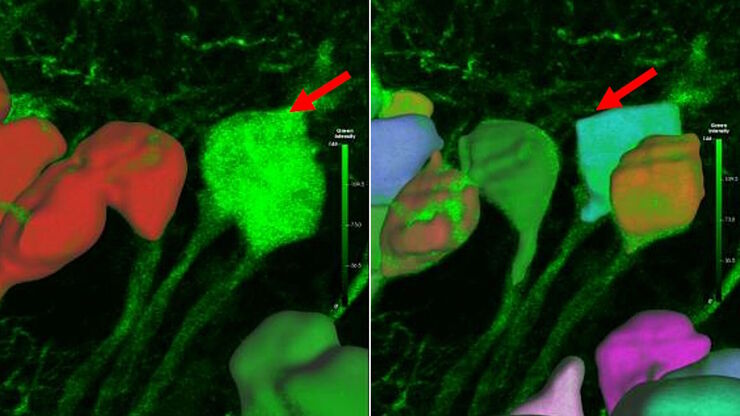 Modified Cellpose (right) method yielded better partitioning of somas in dense neuronal images than thresholding method (left). Modified Cellpose (right) method yielded better partitioning of somas in dense neuronal images than thresholding method (left).
