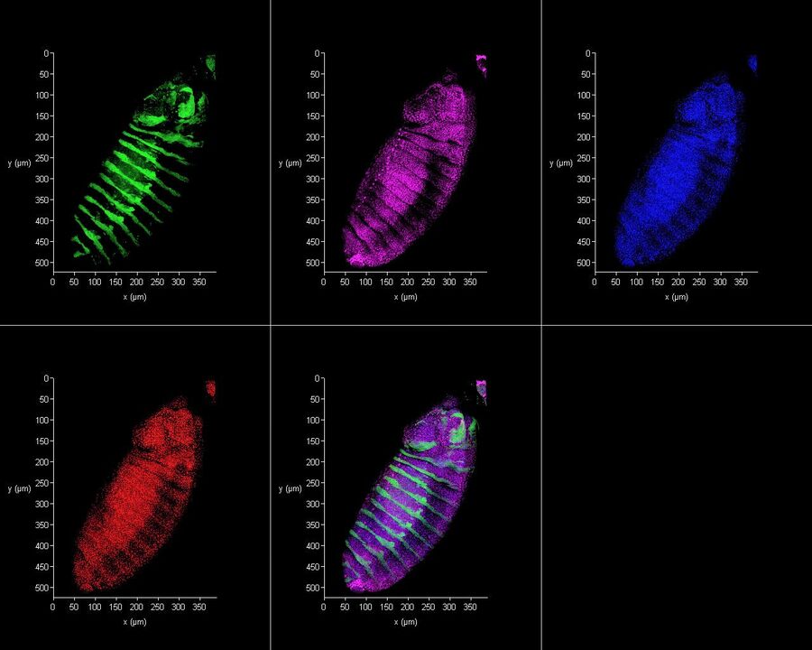 Composition of four fluorescence channels recorded with a multichannel spectral confocal (Leica SP8). Drosophila embryos.