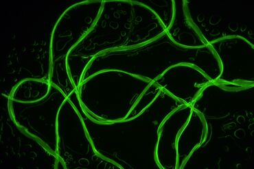 Leica DMi8 M / C / A Inverted Microscopes for Industry - Applications ...