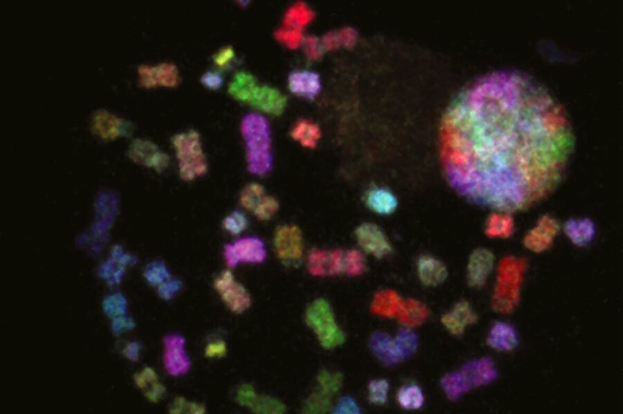 Metaphase-spread FISH-stained chromosomes Metaphase-spread FISH-stained chromosomes
