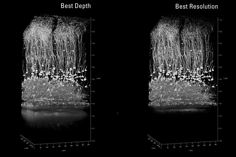 Corteza cerebral de ratón, Thy1-eYFP. Mejorar la profundidad de penetración un 20 % mayor con el ajuste de óptimo. IRAPO 25x1,0 W, motCorr. Muestra por cortesía de Kevin Keppler, Light Microscope Facility, DZNE Bonn (Alemania).
