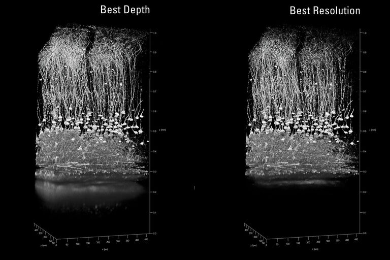 쥐 대뇌피질, Thy1-eYFP. Best Depth 설정을 사용해 침투 깊이가 20% 향상되었습니다. IRAPO 25x1.0 W motCorr. 샘플 제공: Kevin Keppler, Light Microscope Facility, DZNE Bonn (Germany).