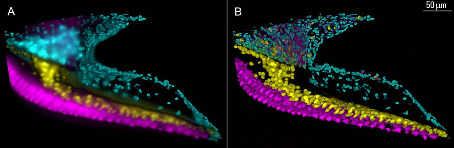 3D image of a chicken cochlea tissue section taken with a THUNDER Imager Tissue shown before (A) and after LVCC (B) [4,5]. Image courtesy of Dr. Amanda Janesick, California, USA.