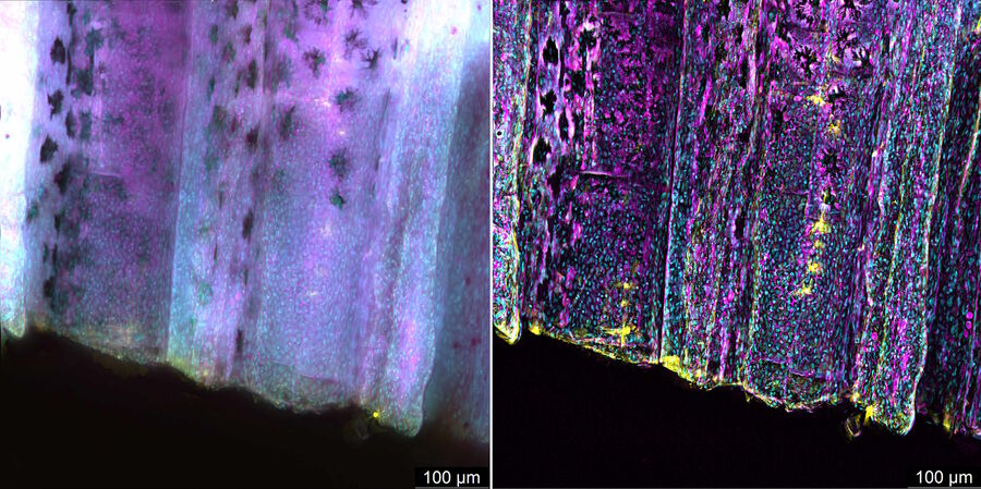 EDoF projections of a GFP-tagged zebrafish fin: A) raw widefield and B) LVCC processed images. Images are courtesy of the Jason Ear lab at Cal Poly Pomona, California, USA.