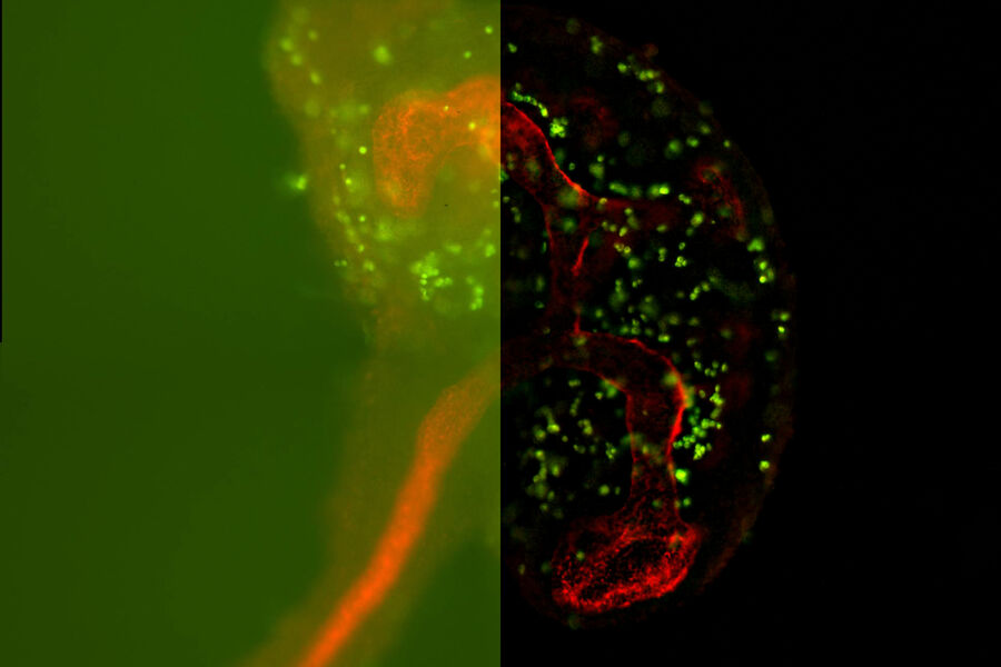 Mouse embryonic kidney - THUNDER Imager