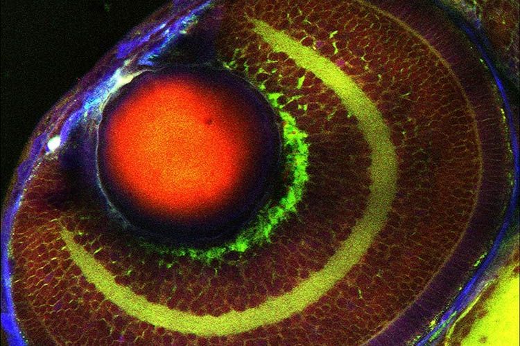 Gain the power to image targets inaccessible with traditional methods Overlay image showing the eye of an intact unlabeled zebrafish. Green: Stimulated Raman Scattering (SRS) image of lipid components (at 2850 cm⁻¹). Red: SRS image of protein components (at 2935 cm⁻¹). Blue: second-harmonic signals, mainly from the sclera and cornea. Sample provided by Elena Remacha Motta and Julien Vermot, Institute of Genetics and Molecular and Cellular Biology (IGBMC), Strasbourg, France.