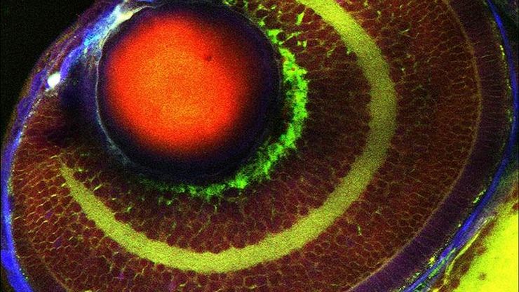 unlabeled zebrafish