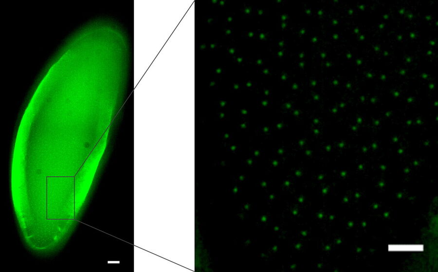 用中心粒标记 Ana2-GFP 标记的果蝇胚胎。