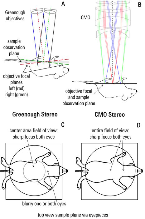 Figure 7: Comparison of a Greenough (A, C) versus CMO (common main objective) [B, D] type stereo microscope used for small animal surgery. The schematics in A and B show ray tracing from a side view of the microscope. Those in C and D show a top view as seen through the microscope. Due to the design of a Greenough optics there are 2 tilted focal planes, so parts of the rodent anatomy away from the viewing center cannot be in sharp focus simultaneously for both eyes. For the CMO optics there is 1 focal plane over the entire field of view and sharp focus for both eyes.
