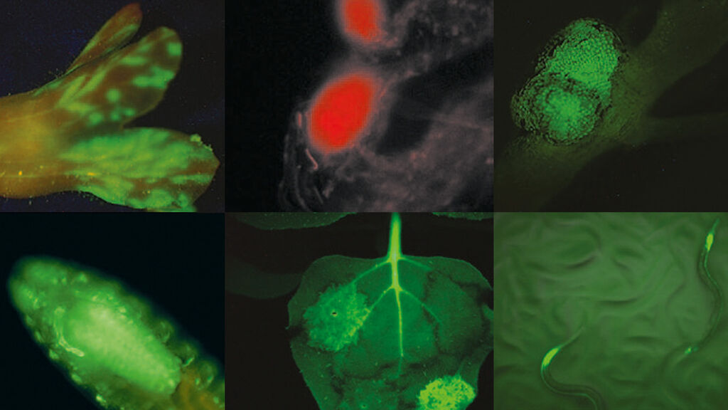 Csm Leica Mz10f Fluorescence Samples 33028670c3