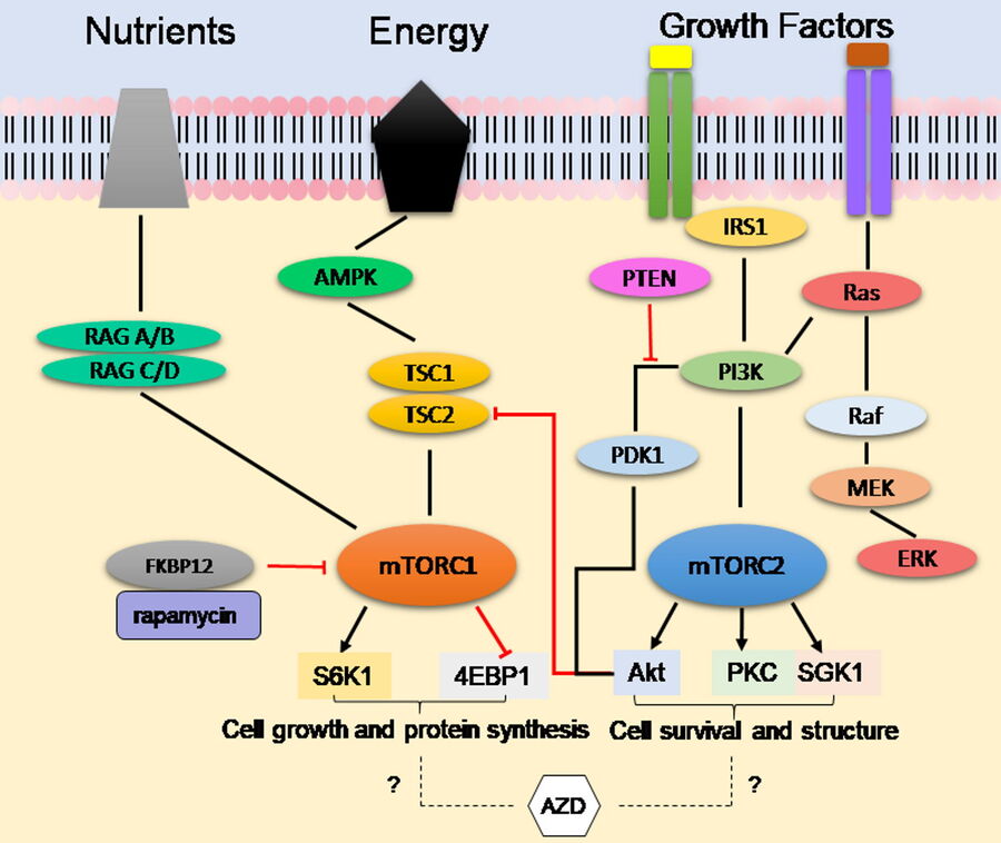 Overview of the mTOR-signaling pathway Overview of the mTOR-signaling pathway