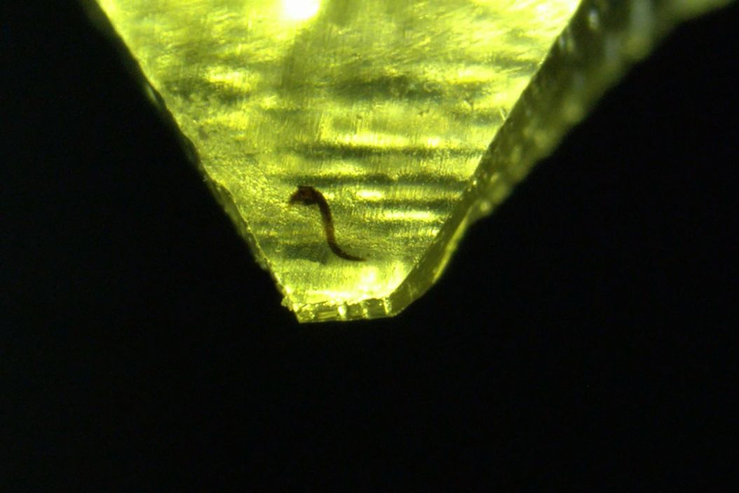 C. elegans nematode embedded in Epon epoxy resin, contrasted with osmium tetroxide. The resin block was pretrimmed by hand. Scale bar: 500 µm. C_elegans_nematode_in_Epon_epoxy_resin.jpg
