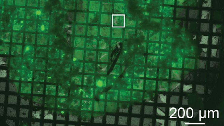 Mouse hippocampus brain slice on a grid after HPF using the “Waffle Method”.