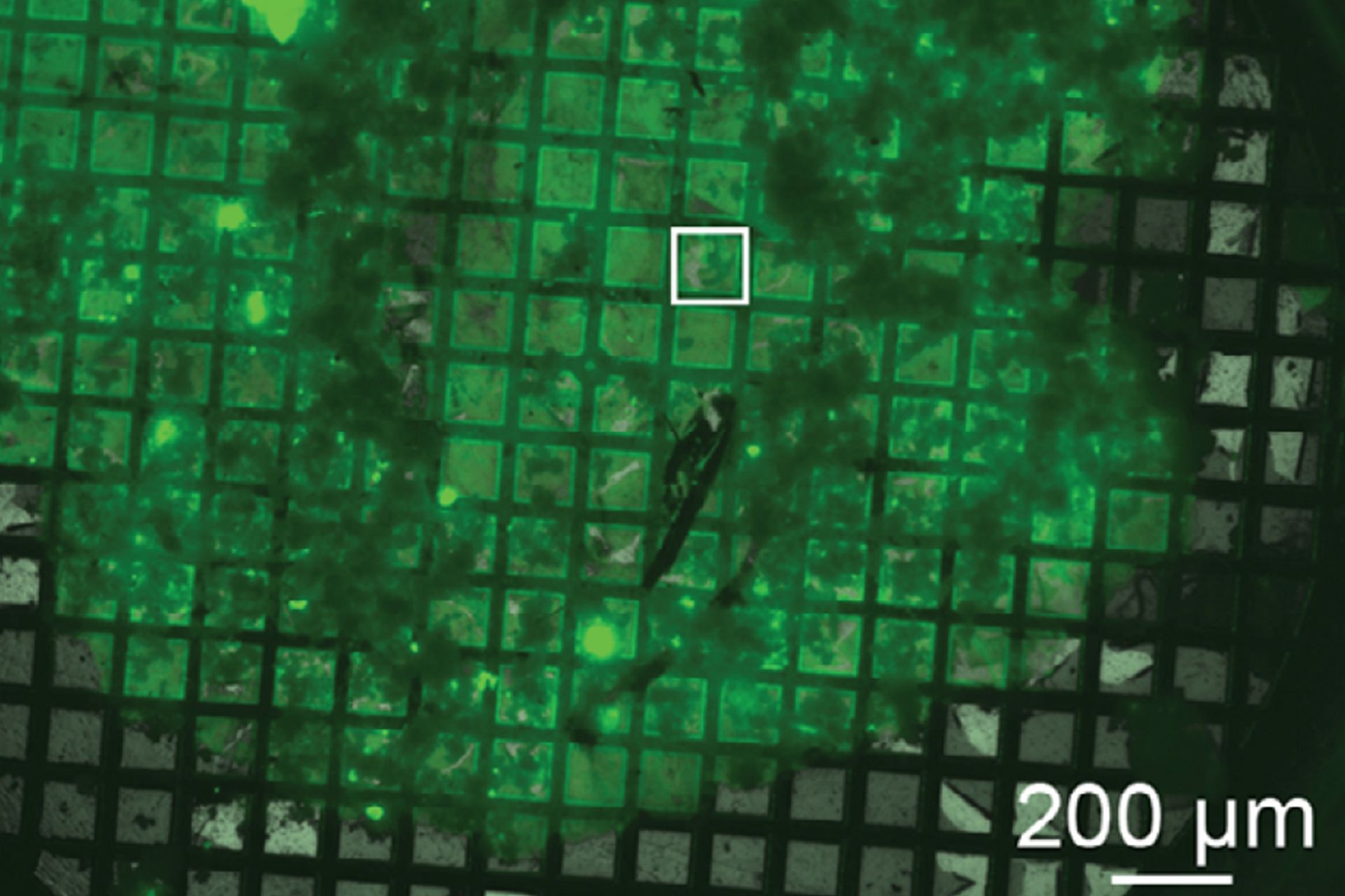 Mouse hippocampus brain slice on a grid after HPF using the “Waffle Method”.