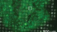 Mouse hippocampus brain slice on a grid after HPF using the “Waffle Method”.