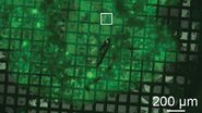Mouse hippocampus brain slice on a grid after HPF using the “Waffle Method”.