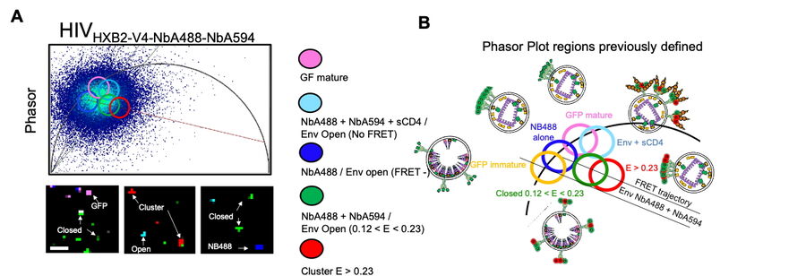 Two photon lifetime imaging of single HIV-1 particles Two photon lifetime imaging of single HIV-1 particles