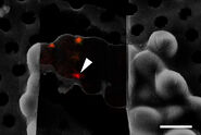 Cryo FIB lamella - Overlay of SEM and confocal fluorescence image. Target structure in yeast cells (nuclear pore proteine Nup159-Atg8-split Venus, red) marked by an arrow. Scale bar: 5 µm. Alegretti et al.,  Nature 586, 796-800 (2020).