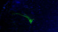 Microscopic images of GFP labelled vomeronasal sensory neuron axons forming glomeruli in the accessory olfactory bulb. Images acquired with a Digital LightSheet microscope from Leica Microsystems.