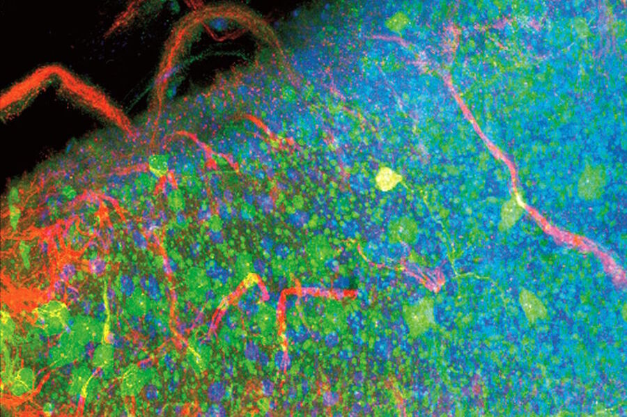 Drosophila melanogaster fruit fly in the larval stage