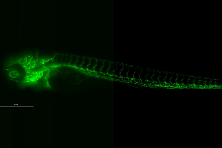 Zebrafish - THUNDER Imager 3D Live Cell & 3D Cell Culture