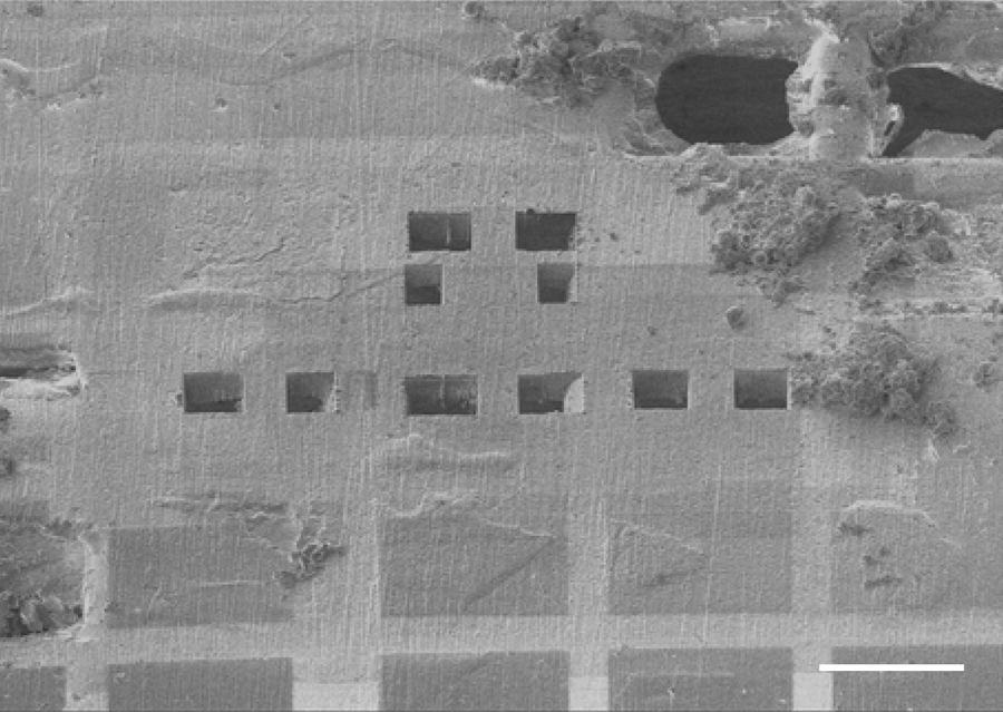 SEM image of a waffle with 5 pairs of trenches prepared. In the lower part of the image one can see the stabilizing grid bars of the EM grid. Scale bar: 100 µm.